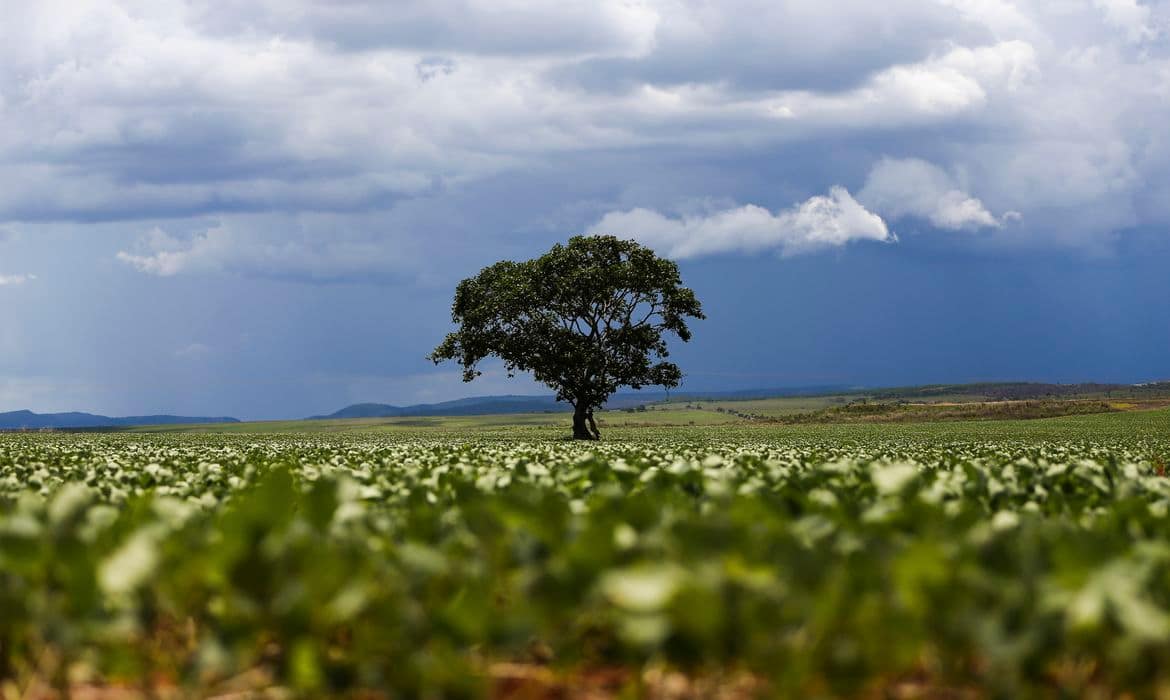 Crédito rural financiou R$ 92,4 bi em áreas com alertas ambientais