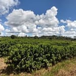 Safra de café deve atingir 56 milhões de sacas em 2025