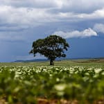 Crédito rural financiou R$ 92,4 bi em áreas com alertas ambientais