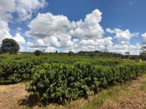 Safra de café deve atingir 56 milhões de sacas em 2025