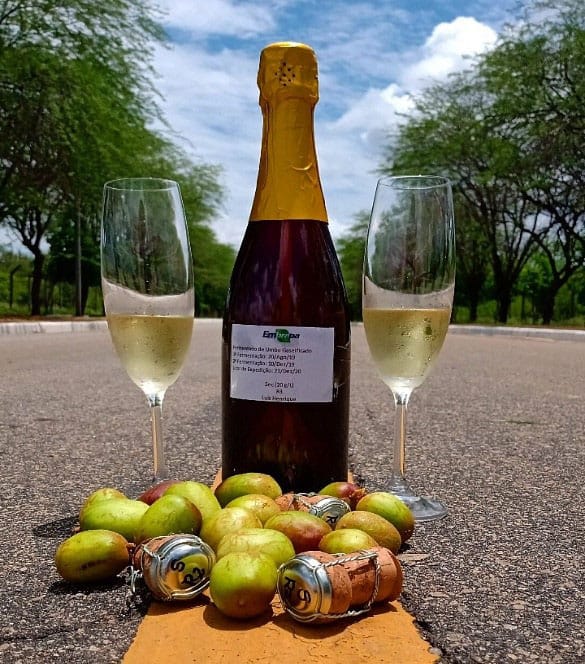 Vinho de umbu fermentado e gaseificado conquista consumidores